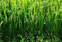 筑優(yōu)鈺禾水稻種子產(chǎn)量表現(xiàn)，每畝插足基本苗8～9萬