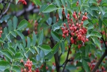花椒如何育苗，適當(dāng)壓土可加快出苗速度