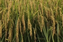 華糯1812水稻種子特征特性，栽插密度5萬穴/畝