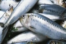 沙丁魚是不是深海魚，屬于深海魚且主要以浮游生物為食