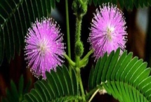 含羞草會(huì)不會(huì)開(kāi)花，花期在7-10月之間