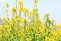 油菜的開(kāi)花時(shí)間，通常在3-4月份開(kāi)花