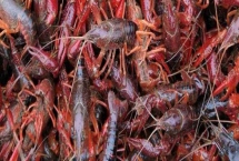 龍蝦的養(yǎng)殖方法，首先需要對池塘消毒