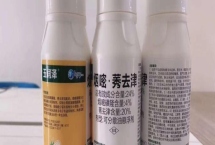 煙嘧莠去津除草幾天可以見效，通常7天左右就可以見效