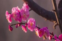梅蘭竹菊的寓意，梅花寓意百折不撓