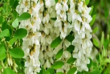 槐花的花語(yǔ)是什么，寓意美好向往、脫塵出俗等