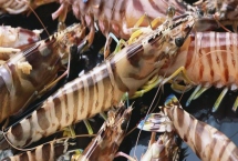 東方對蝦的產(chǎn)地，主產(chǎn)于東海、黃海、勃海等海域
