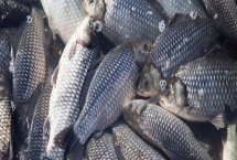 養(yǎng)殖鯽魚的注意事項，飼養(yǎng)密度過大容易浮頭