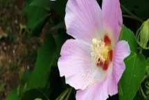 木芙蓉花的寓意，寓意純潔美麗、富貴吉祥等