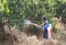 殺蟲劑是否可以殺死虱子和虱子卵，適合的殺蟲劑可以