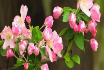 海棠花的花語，寓意離愁、苦戀之情等