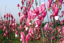 紫玉蘭是什么植物，為中國兩千多年的傳統(tǒng)花卉