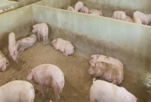 非洲豬瘟傳播途徑和防范措施，可通過人員傳播和飼料傳播等