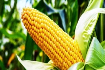 賽德1號玉米品種特性，適宜播期在4月下旬