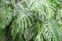 龜背竹怎么長(zhǎng)成老樁，將植株的根莖截取下來(lái)精心養(yǎng)護(hù)