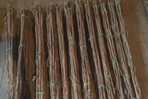 山西省渾源縣的特產(chǎn)，包括恒山黃芪、渾源燒酒、北芪菇等種類
