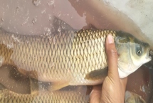 草魚比鯉魚貴的原因，肉質(zhì)和口感比鯉魚更好