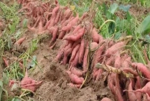 紅薯喜陽還是喜陰，適合在陽處生長
