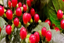 紅果金絲桃的花語，寓意嬌媚誘惑、迷信等