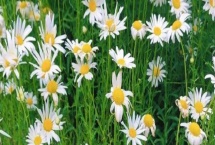 小雛菊的花語，寓意永遠(yuǎn)的快樂、深沉的愛意等