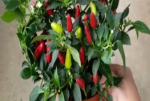 朝天椒盆栽種植技術(shù)，春季盆栽適宜播種期為3月中下旬