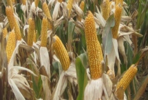先玉1808玉米種子特征特性，適宜播期4月下旬－5月上旬