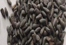 羽葉鶯蘿種子哪里有賣(mài)，線上線下都可以購(gòu)買(mǎi)