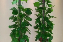 綠蘿花盆中為什么要放木棒，起到定型的作用
