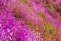 朝鮮的國(guó)花是什么，是金達(dá)萊