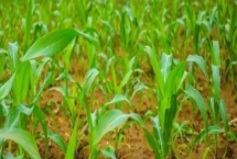 東潤58玉米種子特征介紹，機(jī)械和人工播種均可