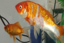 金魚(yú)身上爛了的原因，白點(diǎn)病、水霉病、爛鰭癥等都會(huì)導(dǎo)致