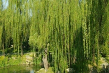 金絲柳的產(chǎn)地，原產(chǎn)東北、華北、西北