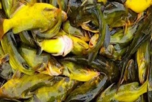 黃顙魚(yú)的價(jià)格，零售價(jià)多為12-20元左右