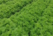 川芎的種植效益，主要取決于實(shí)際產(chǎn)量