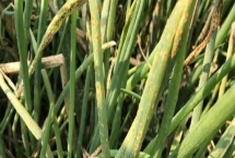 雨天如何通過噴藥防治蔥銹病，在藥液中添加洗衣粉可增強(qiáng)防效