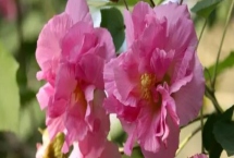 九月份有哪些花卉開放，木芙蓉、美人蕉、鳳尾蘭等品種在此時(shí)開放