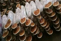 靈芝高產(chǎn)要點(diǎn)，接種前要做好滅菌處理