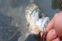 人工養(yǎng)殖的鱸魚怎么釣，可采用傳統(tǒng)釣法或路亞釣法