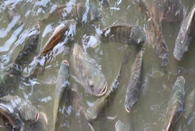 羅非魚的養(yǎng)殖模式，這四種可任選