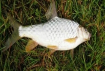 黃尾魚(yú)的價(jià)格，一斤需要12-20元左右