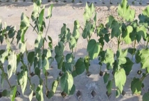 如何防治棉花僵苗，需適時(shí)播種和適量施肥等