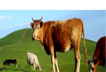 一頭牛的價(jià)格，地區(qū)不同售價(jià)也不同