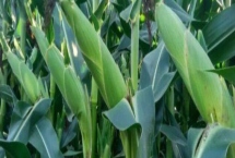魯星5號玉米品種的特性，夏播生育期107天