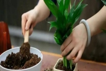 秋季能換花盆嗎，只要養(yǎng)護(hù)措施跟得上亦可換盆