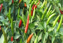 指天椒種植技術(shù)，播種前需浸種