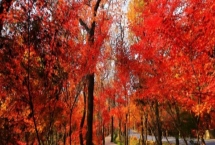 棲霞山紅葉幾月份觀賞最佳，11月中旬至12月中旬最好看