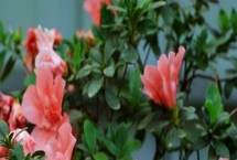 家里養(yǎng)杜鵑花寓意吉祥嗎，家里養(yǎng)杜鵑花是十分吉祥的