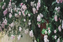 復(fù)古薔薇的花語，寓意純潔的愛、愛的思念