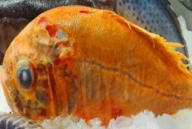 3斤以上長(zhǎng)壽魚的價(jià)格，基本在100-150元一條