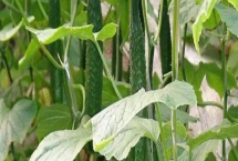 黃瓜的種植時(shí)間，育苗方法不同播種時(shí)間也不同